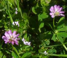 Image of reversed clover