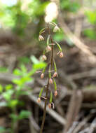 Image of Tipularia japonica Matsum.