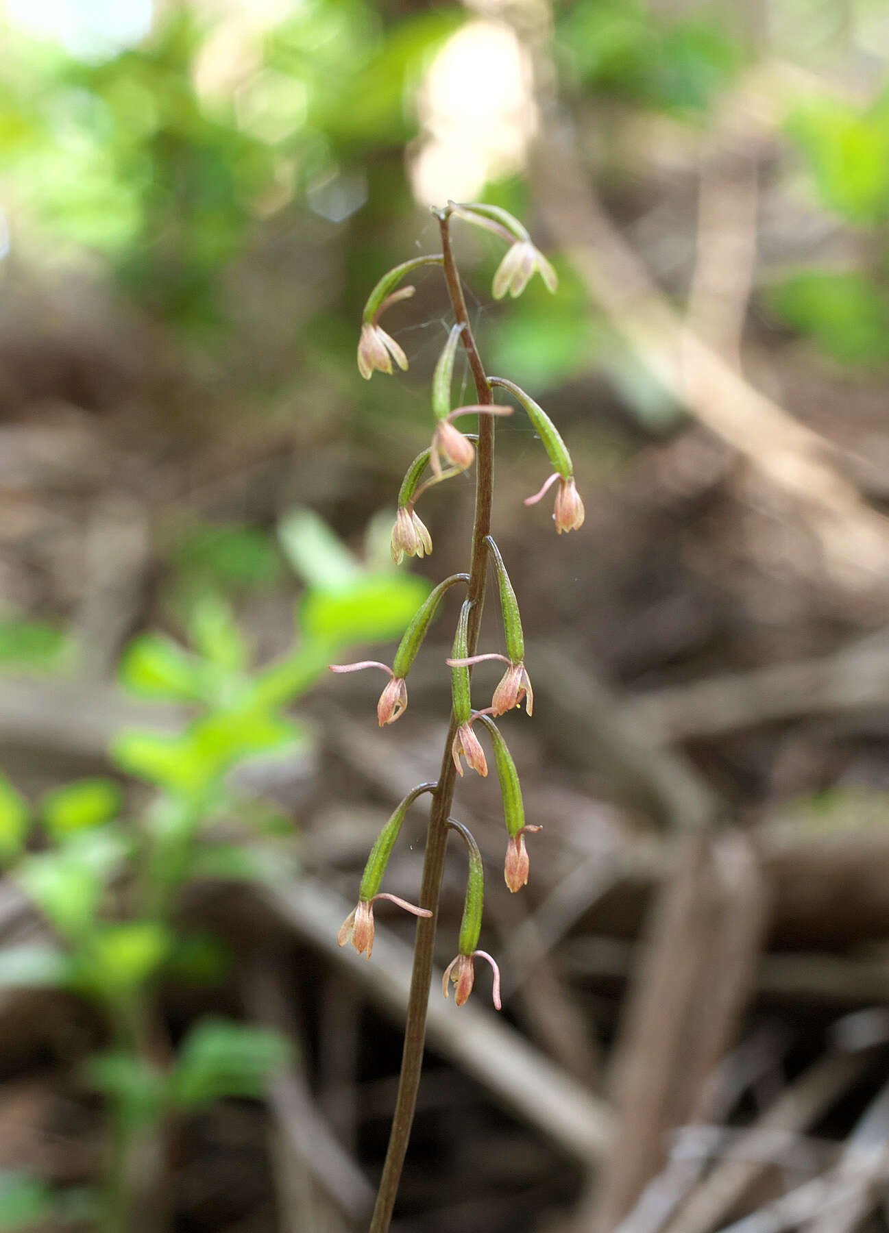 Image of Tipularia japonica Matsum.