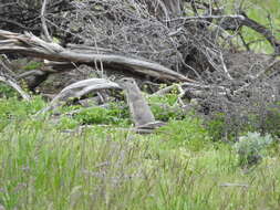 Image of Townsend's ground squirrel