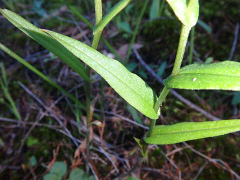 Image of Red-banded greenhood