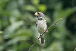 Image of Parrot-billed Seedeater