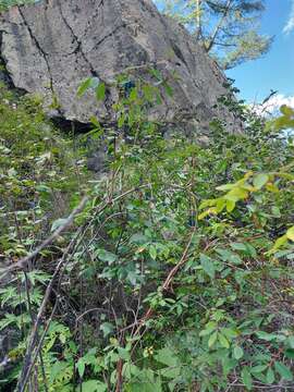 Image de Lonicera caerulea subsp. altaica (Pall.) Gladkova