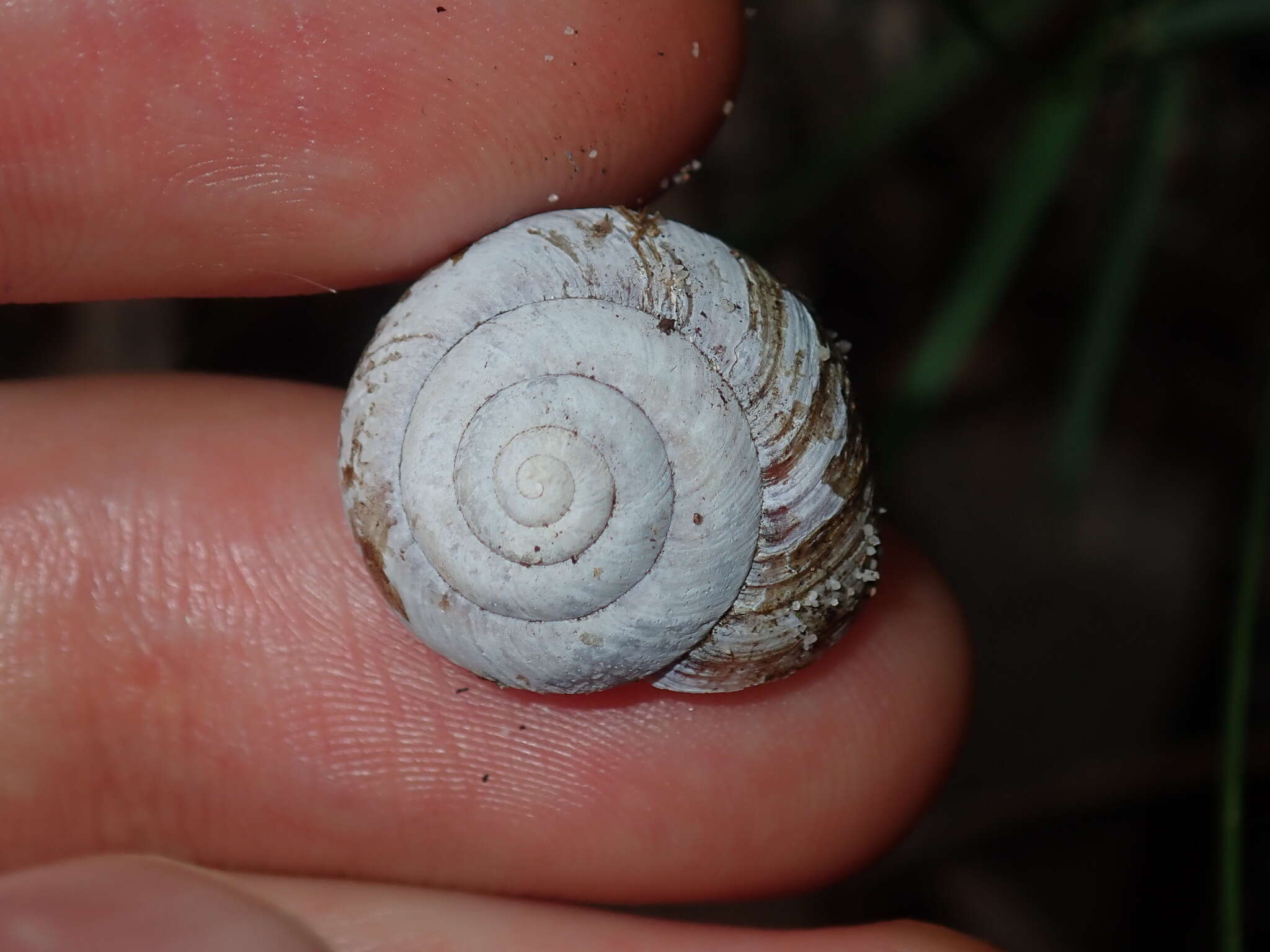 Image of Galadistes akubra Stanisic 2010