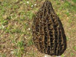 Image of Morchella hortensis Boud. 1897