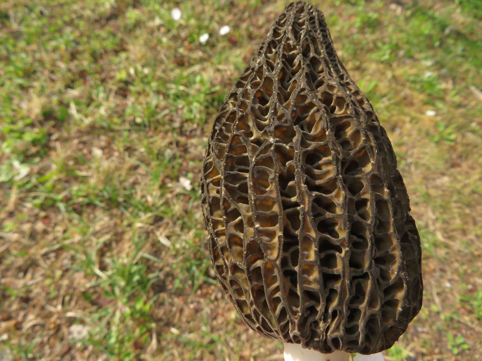 Image of Morchella hortensis Boud. 1897