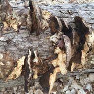 Image of Late fall polypore