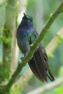 Image of Green-backed Hillstar