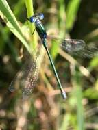 Image of Emerald Spreadwing