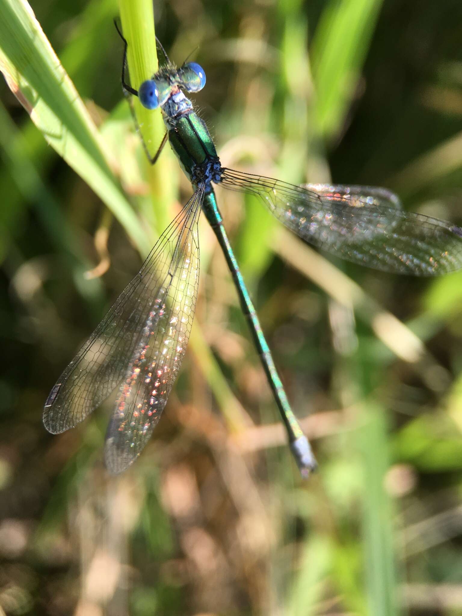 Image of Emerald Spreadwing