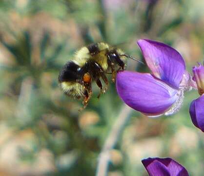 Image of Black Tail Bumble Bee