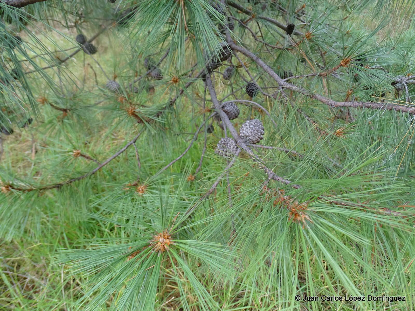 Image of Pinus leiophylla var. leiophylla