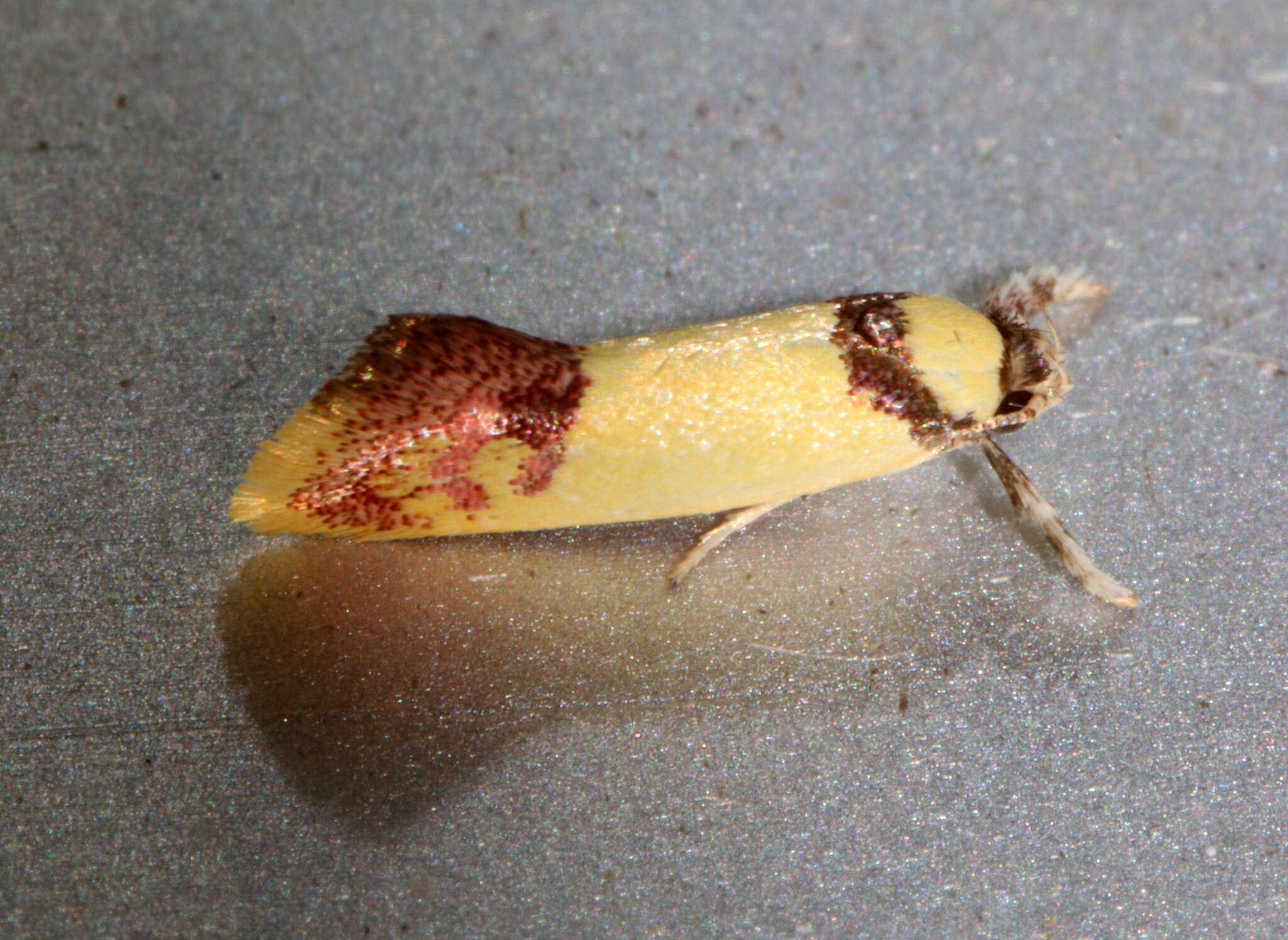Image of Crepidosceles iostephana Meyrick 1885