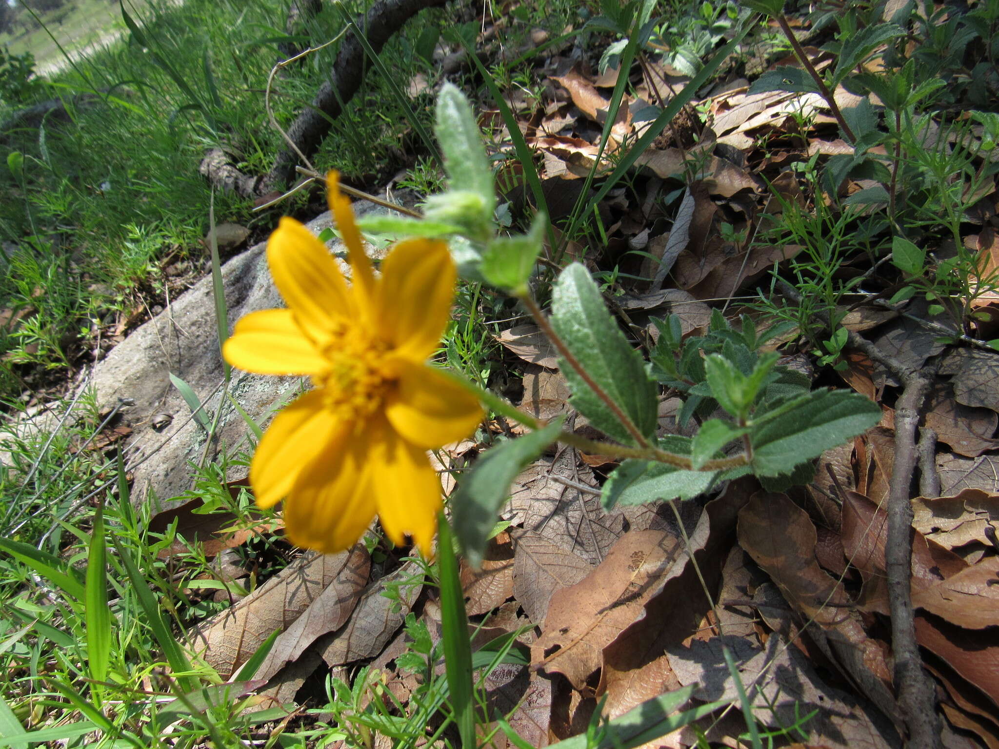 Image de Lasianthaea aurea (D. Don) K. M. Becker