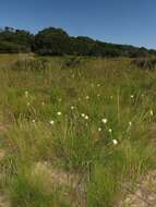 Imagem de Cyperus niveus var. leucocephalus (Kunth) Fosberg