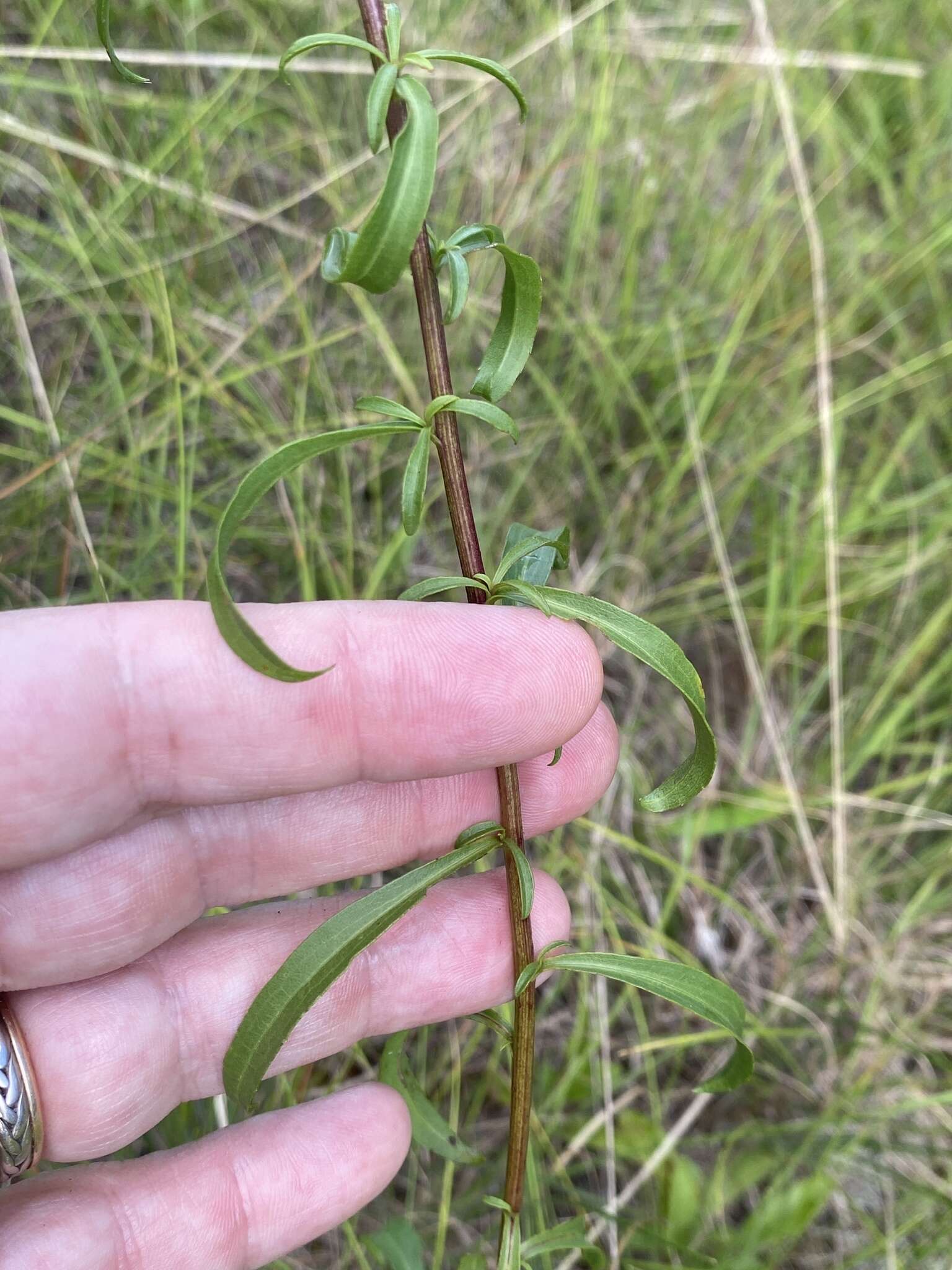 Image of Small's goldenrod