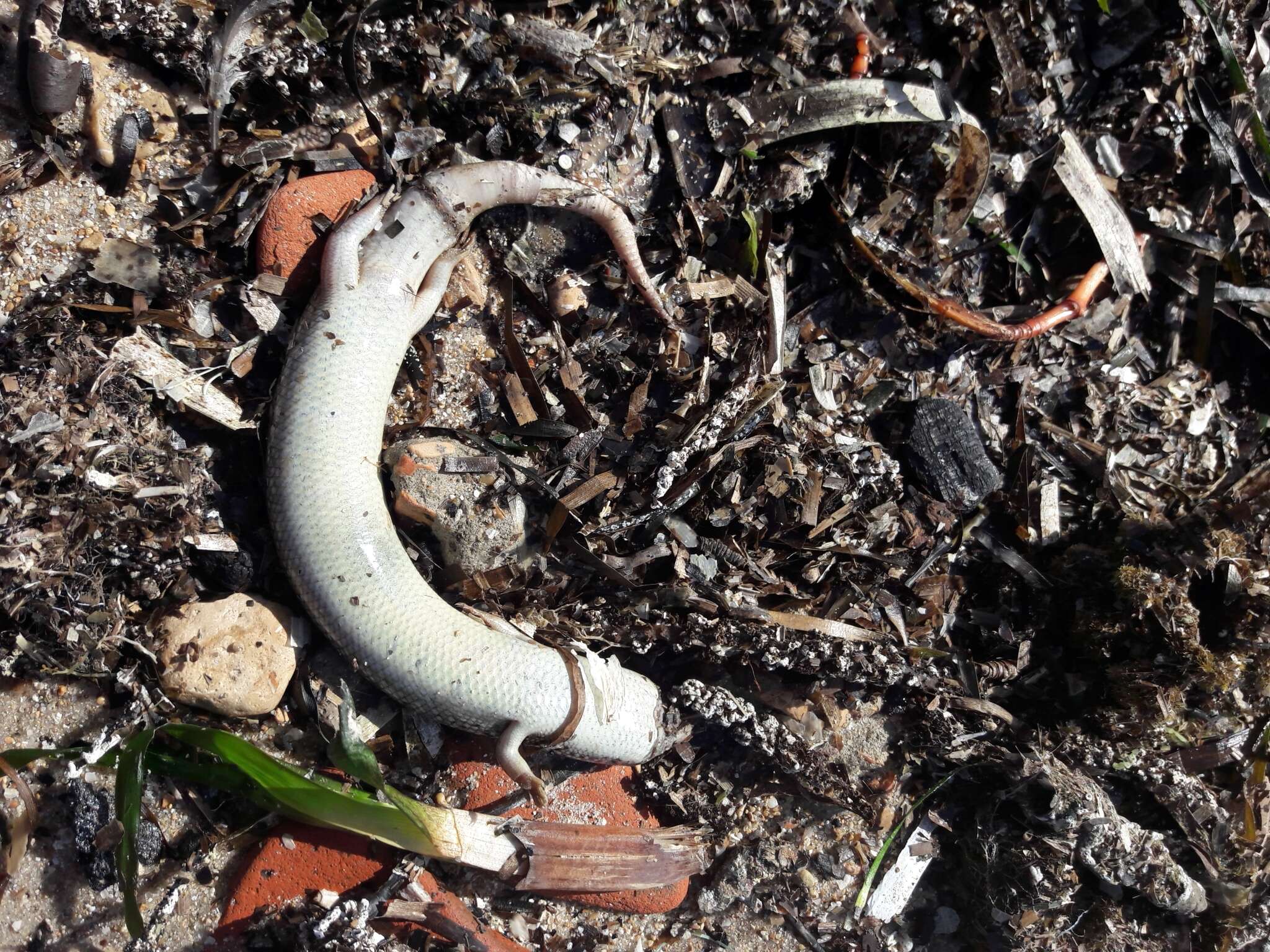 Image of Ocellated Bronze Skink