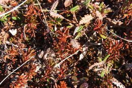 Image of Empetrum nigrum subsp. sibiricum (V. N. Vassil.) V. B. Kuvaev