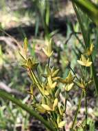 Image of Le Conte's Flat Sedge