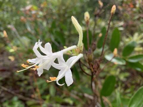 Image of Texas azalea