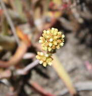 Image of Redleaf crassula