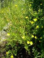 Ranunculus cornutus var. scandicinus (Boiss.) Ziffer-Berger & Leschner的圖片