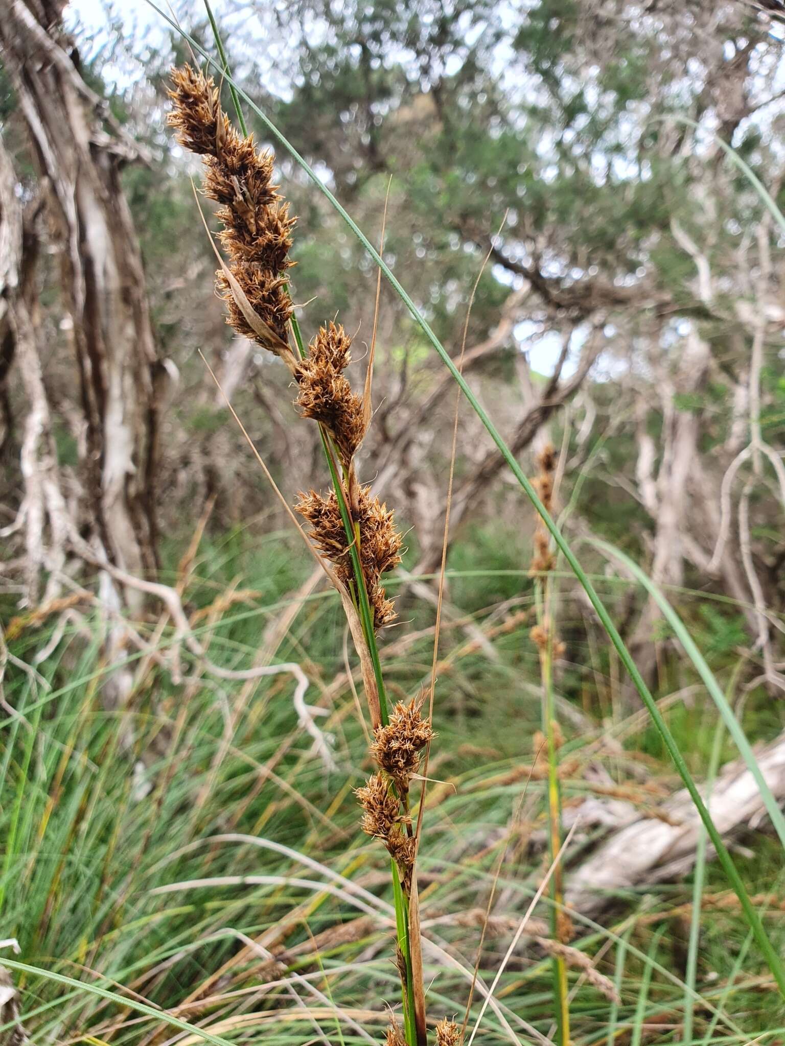 Gahnia trifida Labill.的圖片