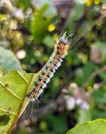 Acronicta hastulifera Smith & Abbot 1797的圖片