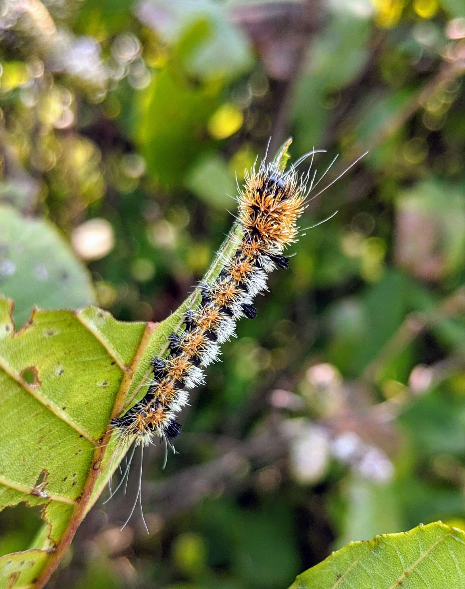 Acronicta hastulifera Smith & Abbot 1797的圖片