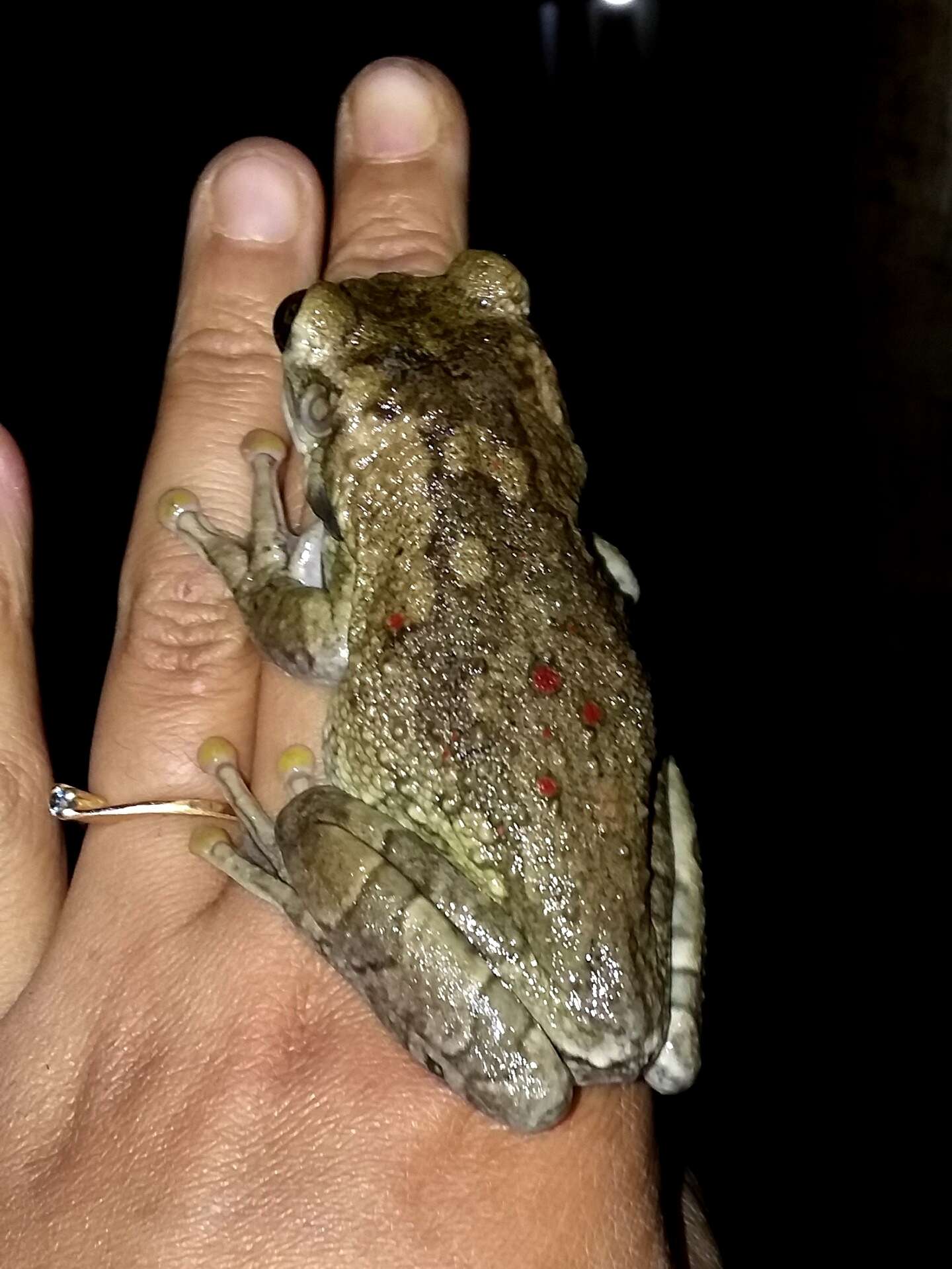 Image of Black-spotted Casque-headed Treefrog