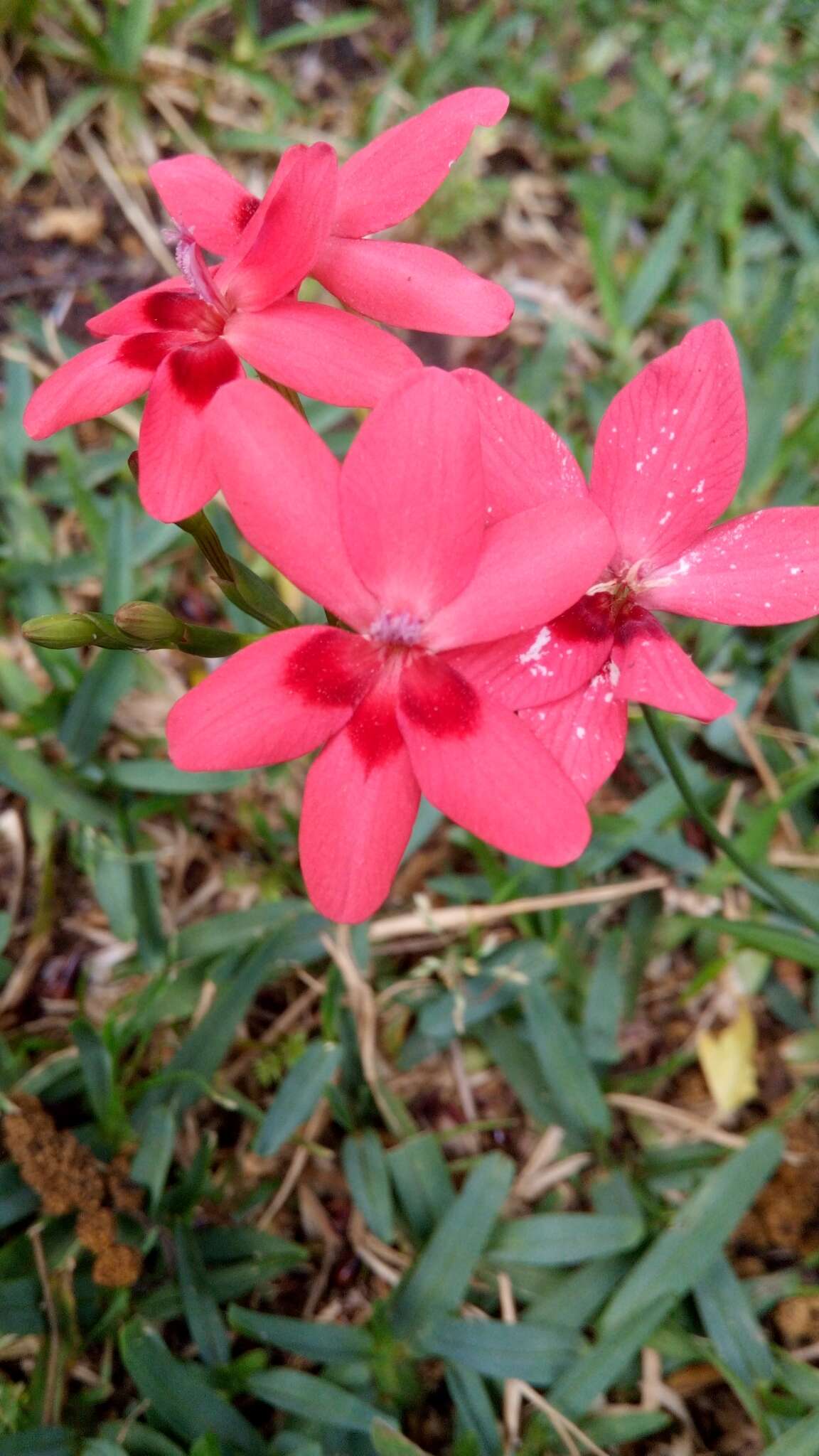 Image of false freesia