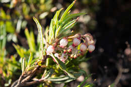 Слика од Comarostaphylis polifolia subsp. polifolia