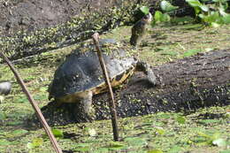 Image of Indian Roofed Turtle