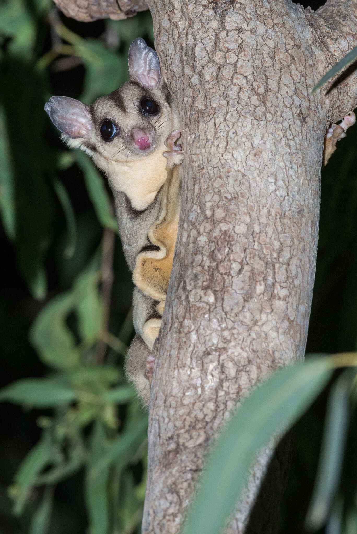 صورة Petaurus breviceps ariel (Gould 1842)