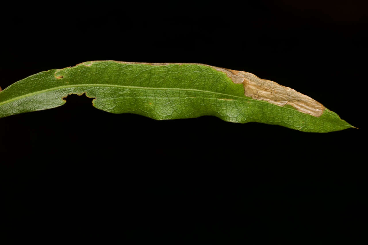 Image of Eriocraniella (Disfurcula) mediabulla Davis