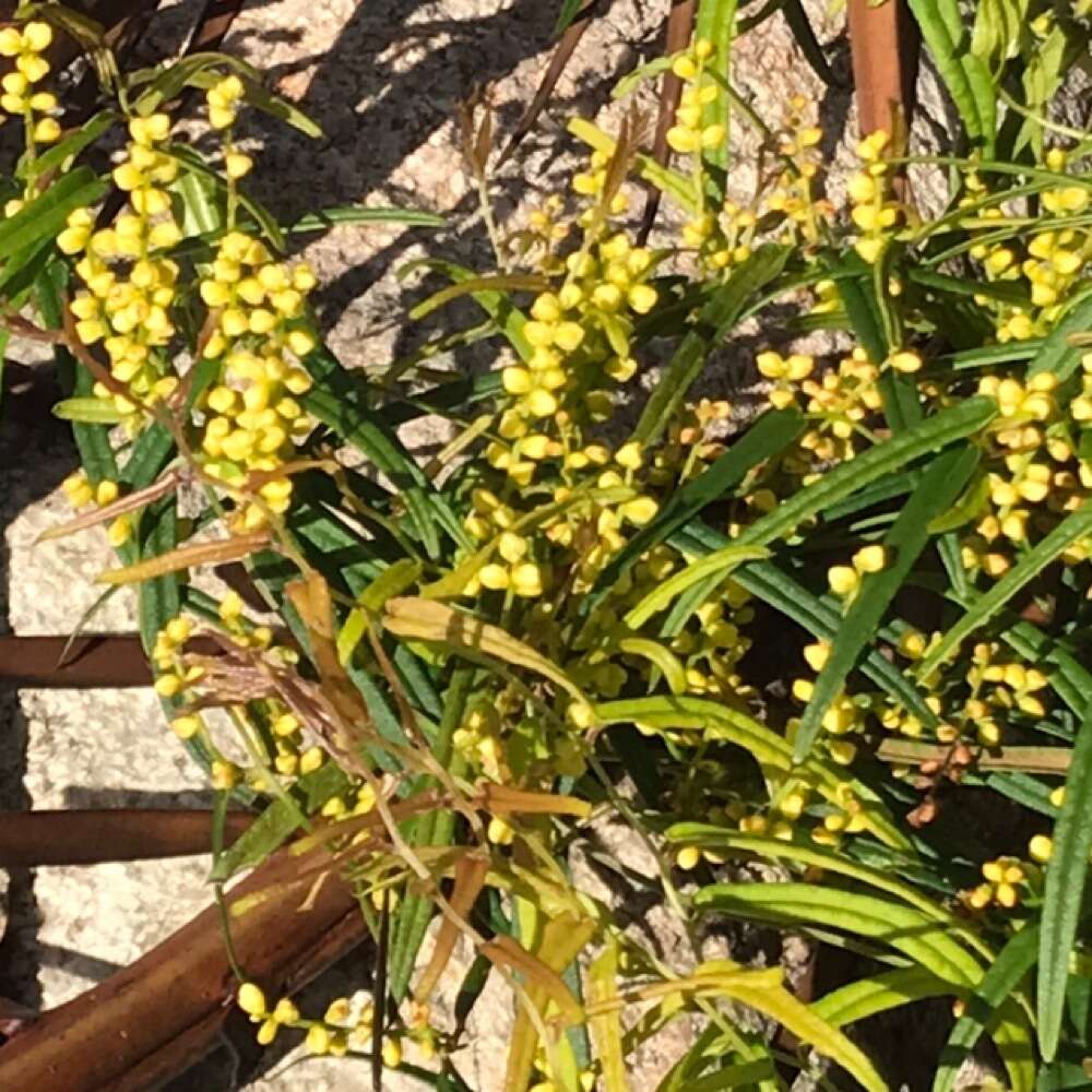 Image of Dioscorea hastifolia Nees