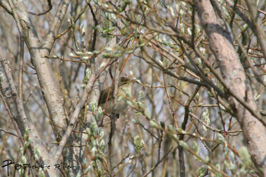 Image of Common Chiffchaff