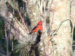 Imagem de <i>Pyrocephalus rubinus piurae</i>