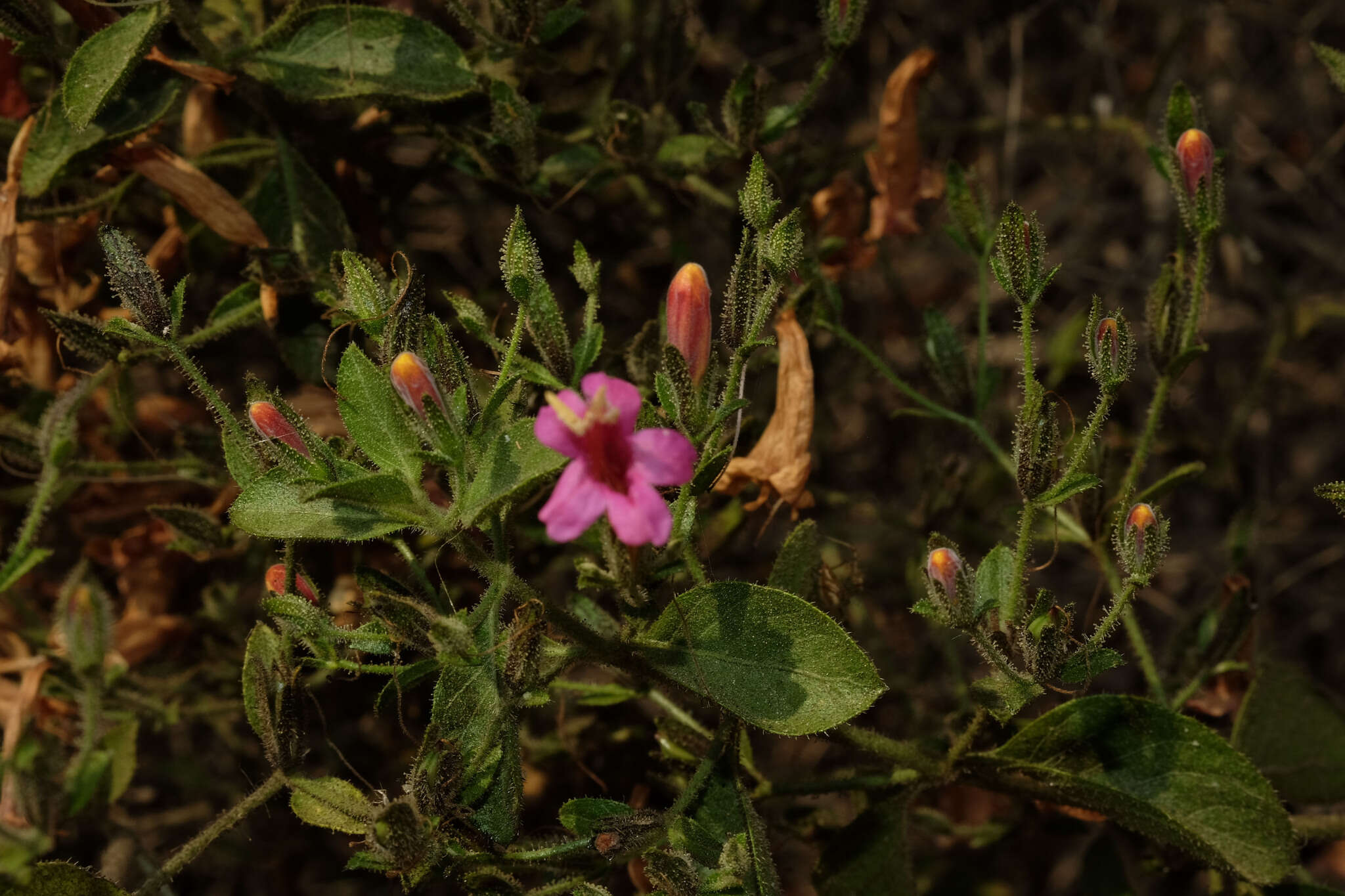 Image of Ruellia floribunda Hook.