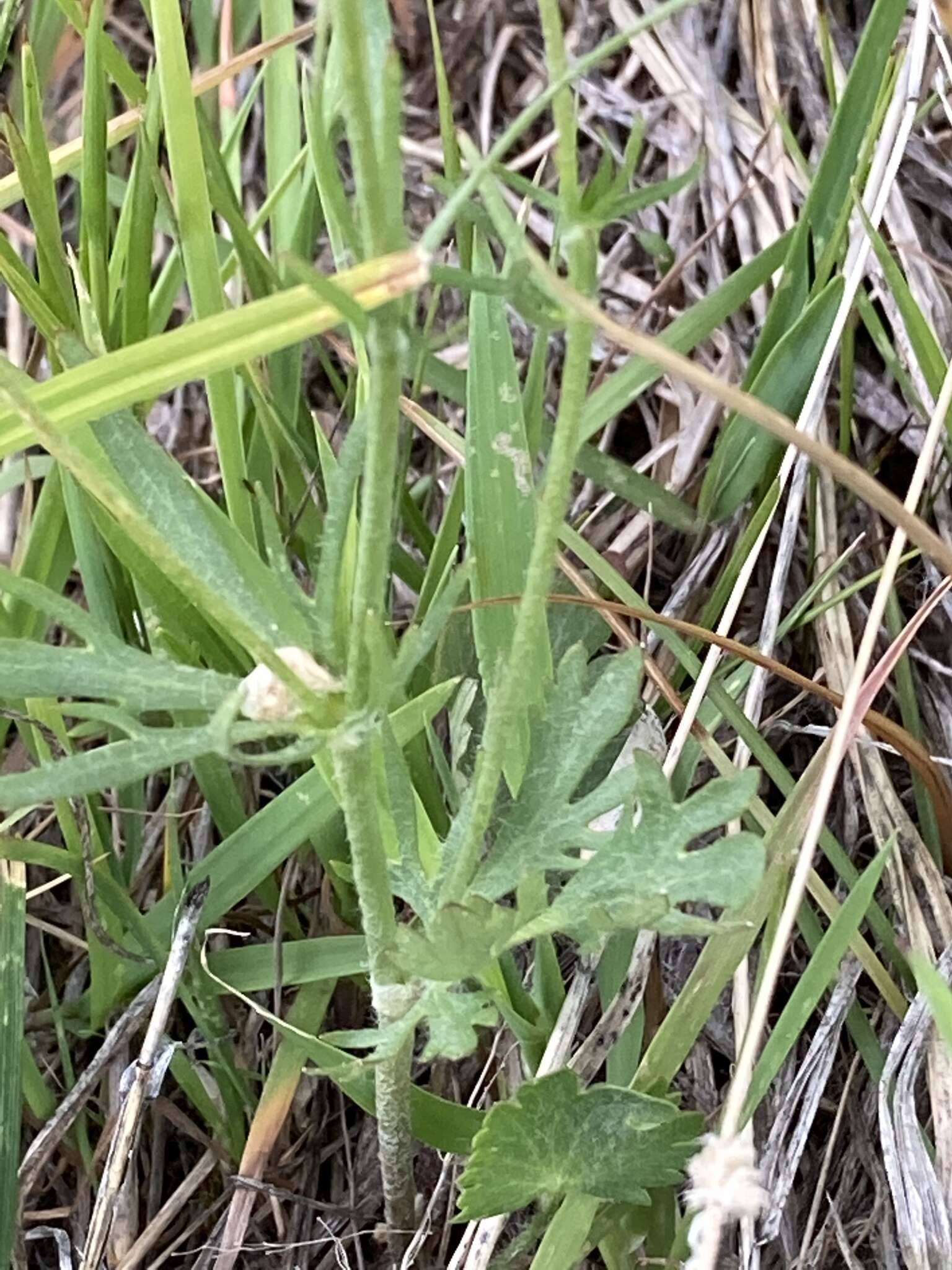 Image of Graceful Buttercup