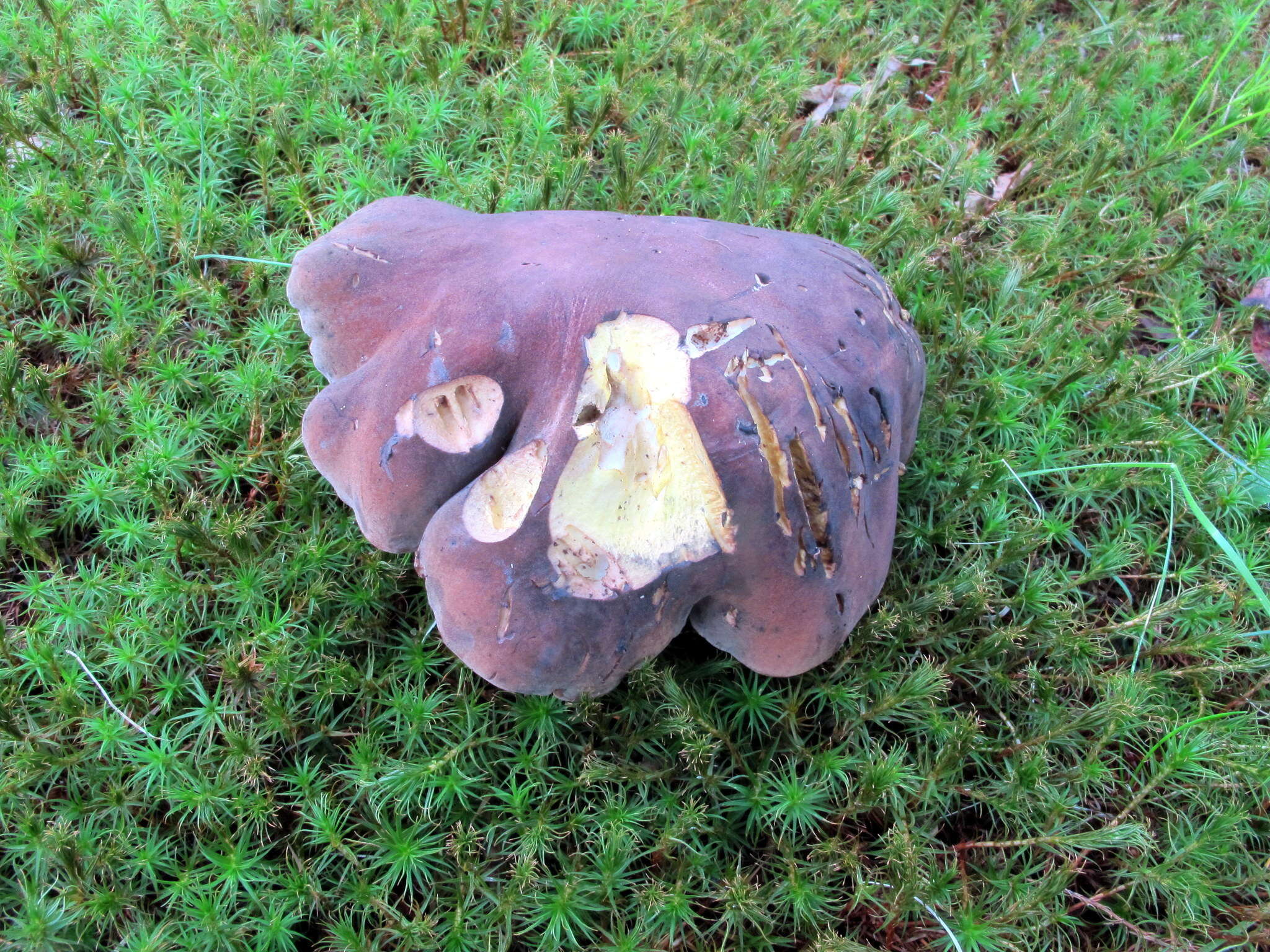 Image of Tylopilus variobrunneus Roody, A. R. Bessette & Bessette 1998