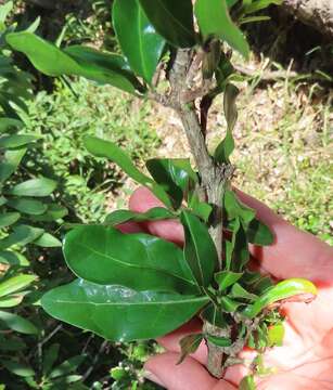 Image of Inhambane coffee