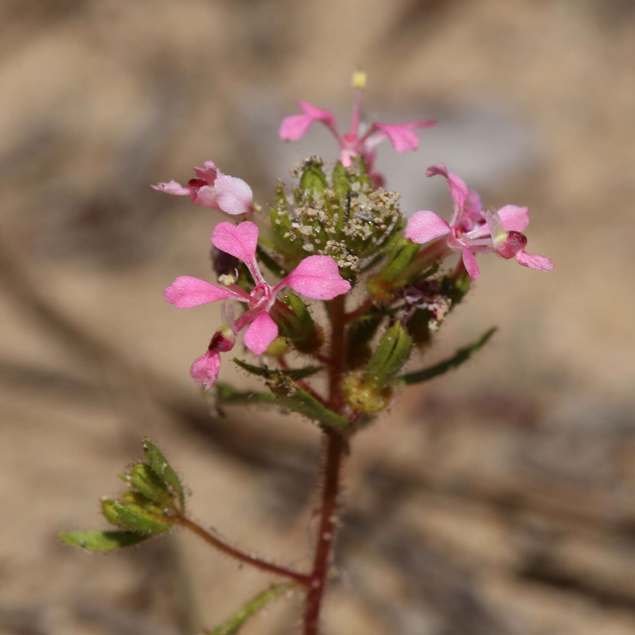 Image of Levenhookia aestiva