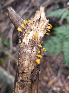 Image de Calocera guepinioides Berk. 1845