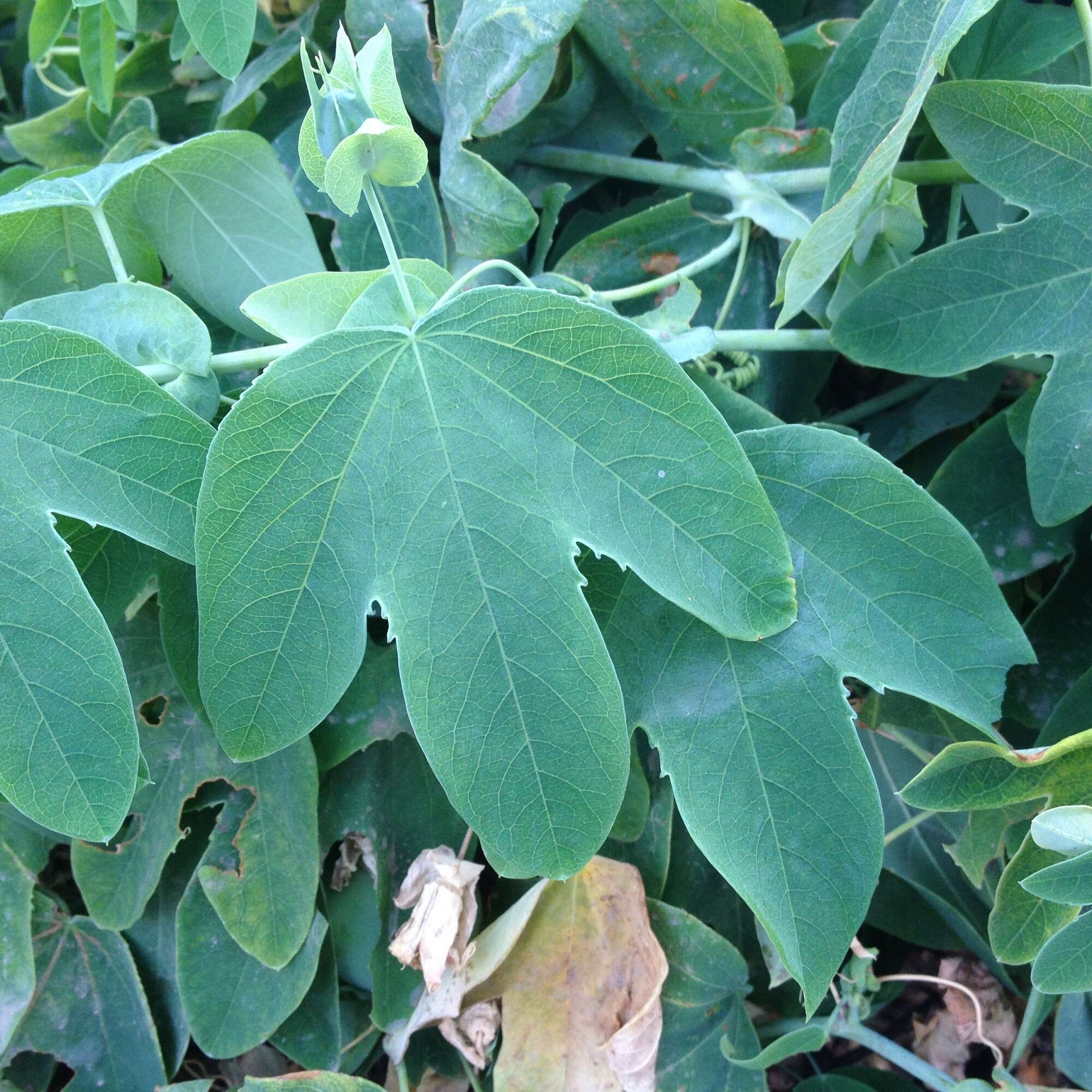 Image de Passiflora subpeltata Ortega