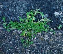 Image of Creeping Watercress