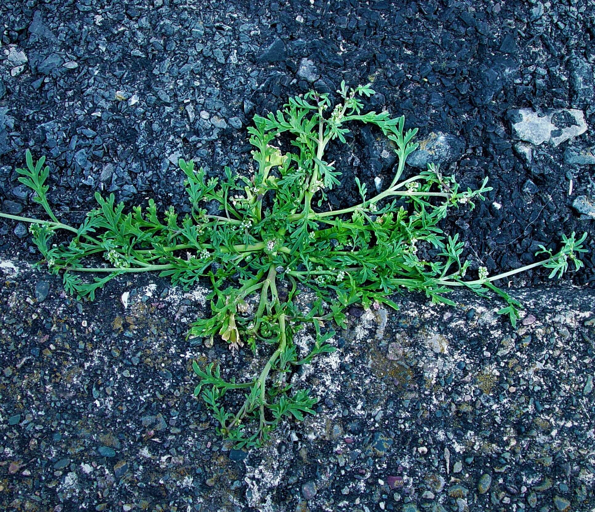 Image of Creeping Watercress