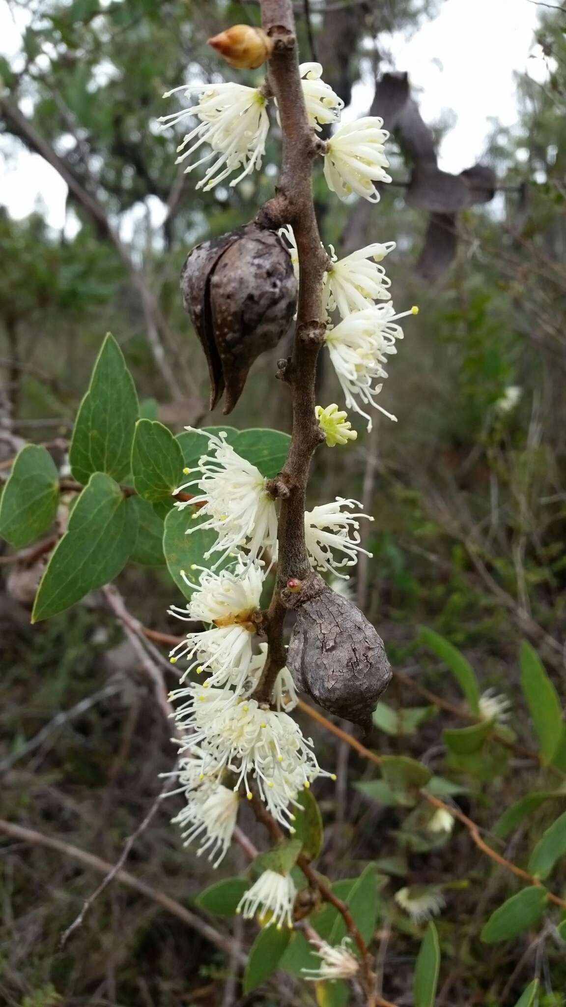 Image of Hakea ferruginea Sweet