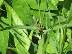 Слика од Amblytropidia trinitatis Bruner & L. 1904