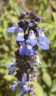 Image de Salvia mocinoi Benth.